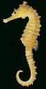 <p>Lined Seahorse</p>