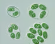 <p>microscopic freshwater algae; double membrane; pigments chlorophyll a and phycobilins; thin peptidoglycan layer</p>