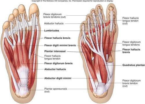 <p>Flexor digitorum brevis, lumbricals, abductor digitiminimi, adductor hallucis, quadratus plantae</p>