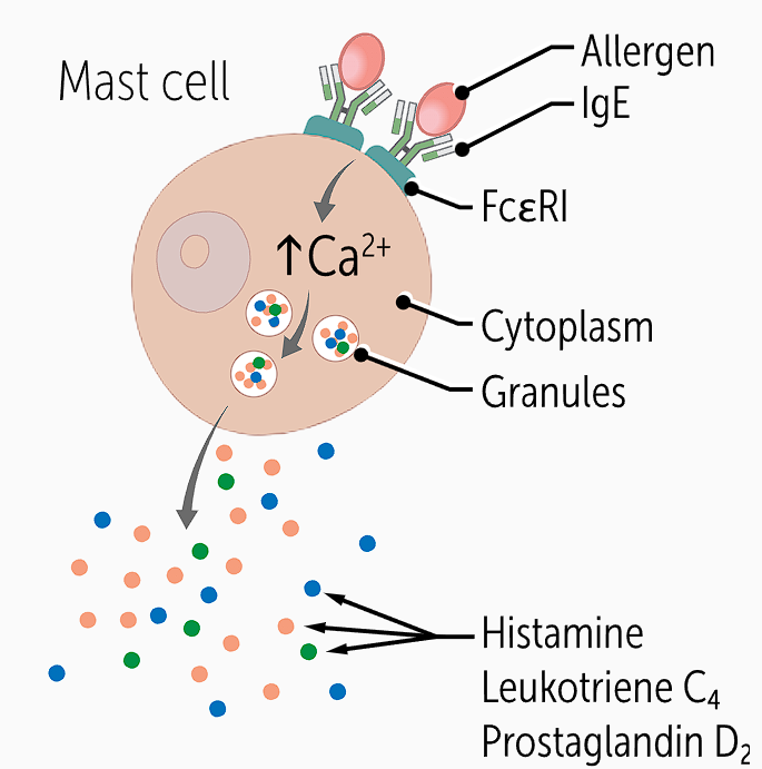 <p><span>Symptoms show up quickly when activated mast cells <strong>release their preformed </strong></span><strong><u>histamine</u></strong><span><strong>, </strong></span><strong><u>leukotriene</u></strong><span><strong> C</strong></span><strong><sub>4</sub></strong><span><strong>, and </strong></span><strong><u>prostaglandin</u></strong><span><strong> D</strong></span><strong><sub>2</sub></strong><span><strong> </strong>within their </span><u>cytoplasm</u></p>