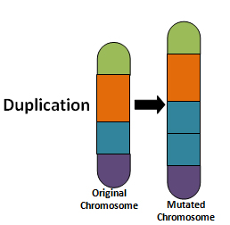 <p>What type of chromosomal nondisjunction is this and what does this mean?</p>