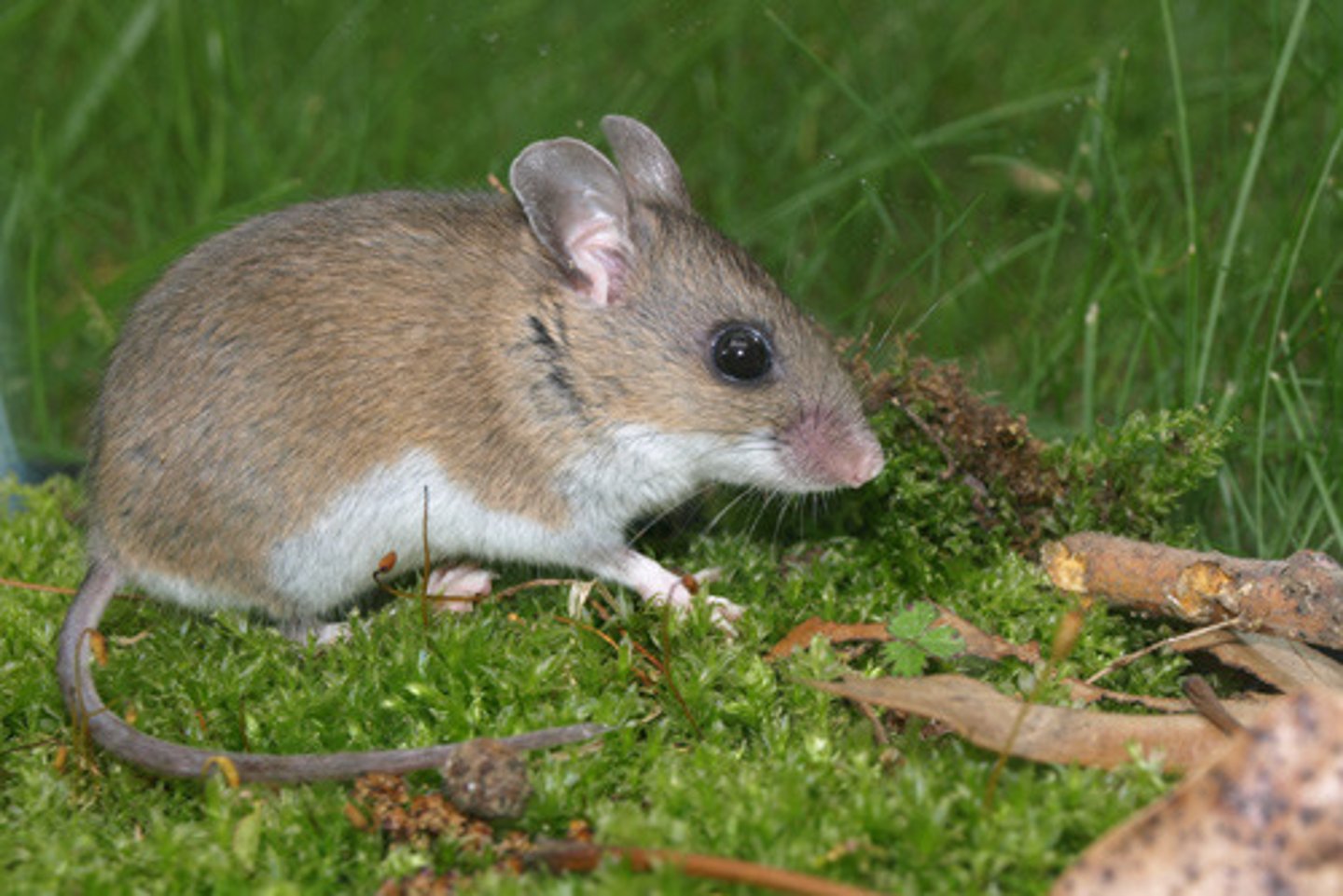 <p>white-footed deermouse</p>