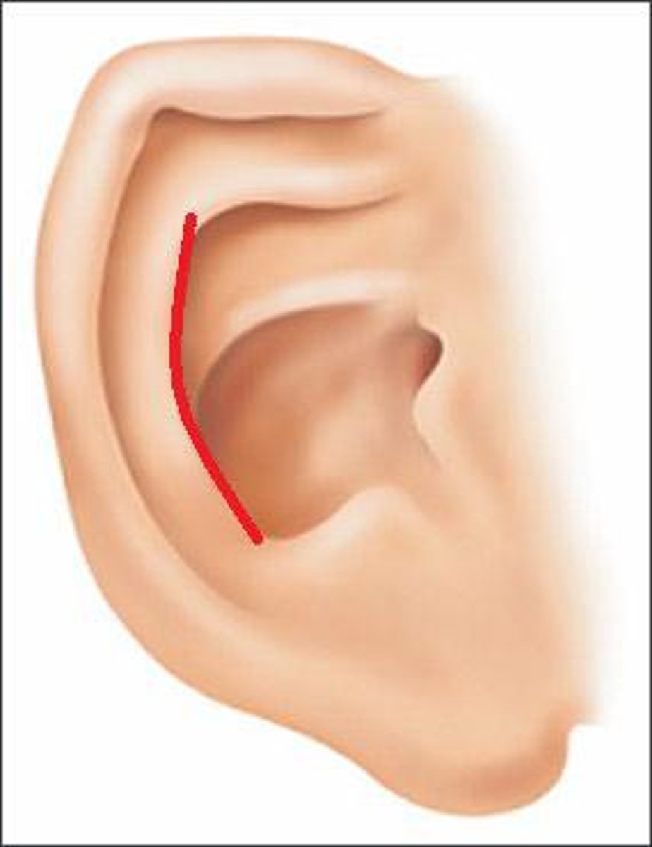 <p>Fold anterior to the helix, curved part on the inside next to helix, bifurcates by splitting into 2.</p>