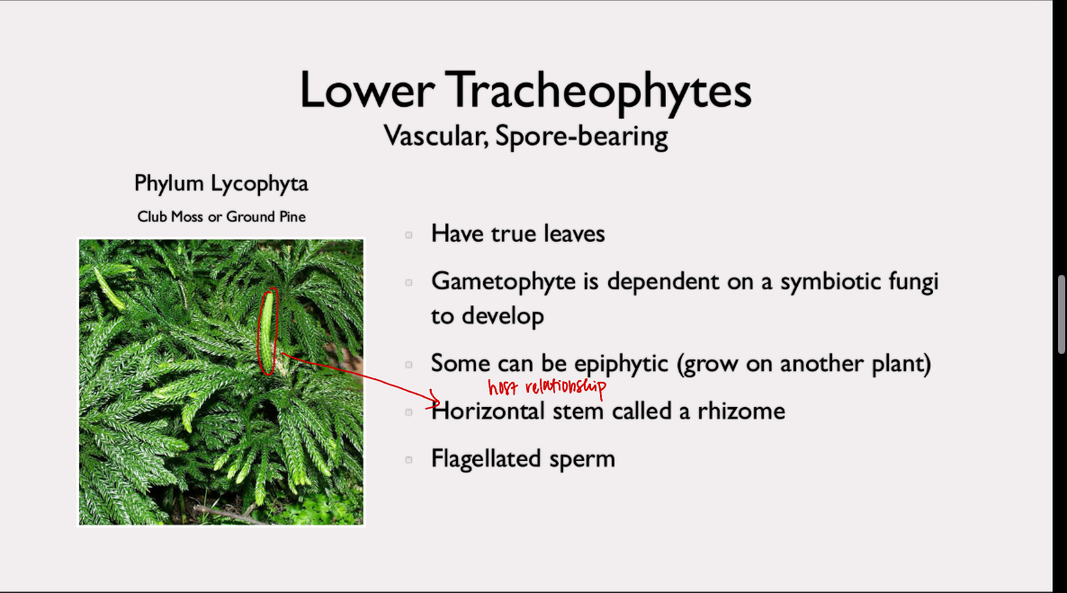 <p>phylum lycophyta</p><p>have true leaves; gametophyte is dependent on symbiotic fungi to develop; some can be epiphytic; horizontal stem called rhizome; flagellated sperm</p>