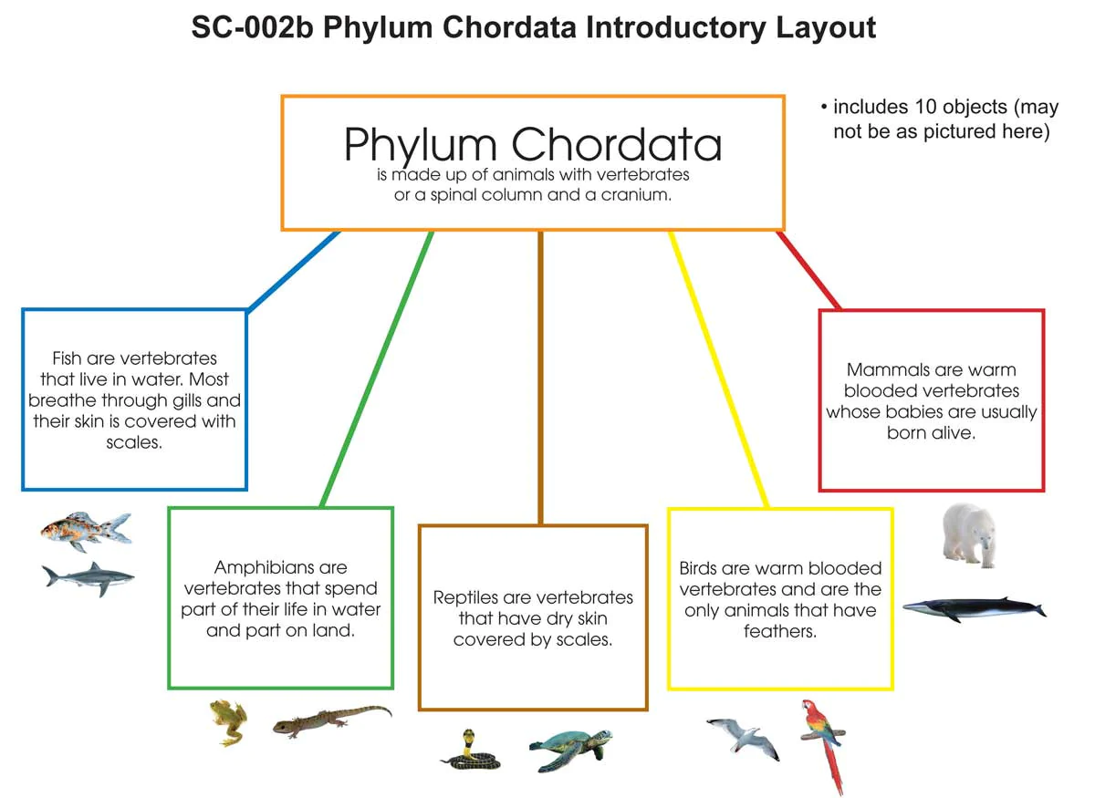 <p>Phylum Chordata (7 subphylum)</p>