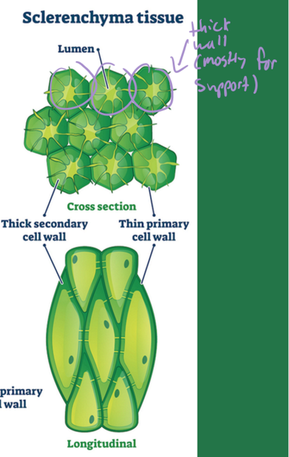 <ul><li><p>thick(est) walls</p></li><li><p>rigid structural support</p></li><li><p>lignin in cell walls (which makes it rigid)</p></li><li><p>dead at maturity&nbsp;</p></li><li><p>support and protection&nbsp;</p></li></ul><p></p>