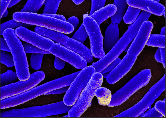 <p>rod shaped bacteria</p>