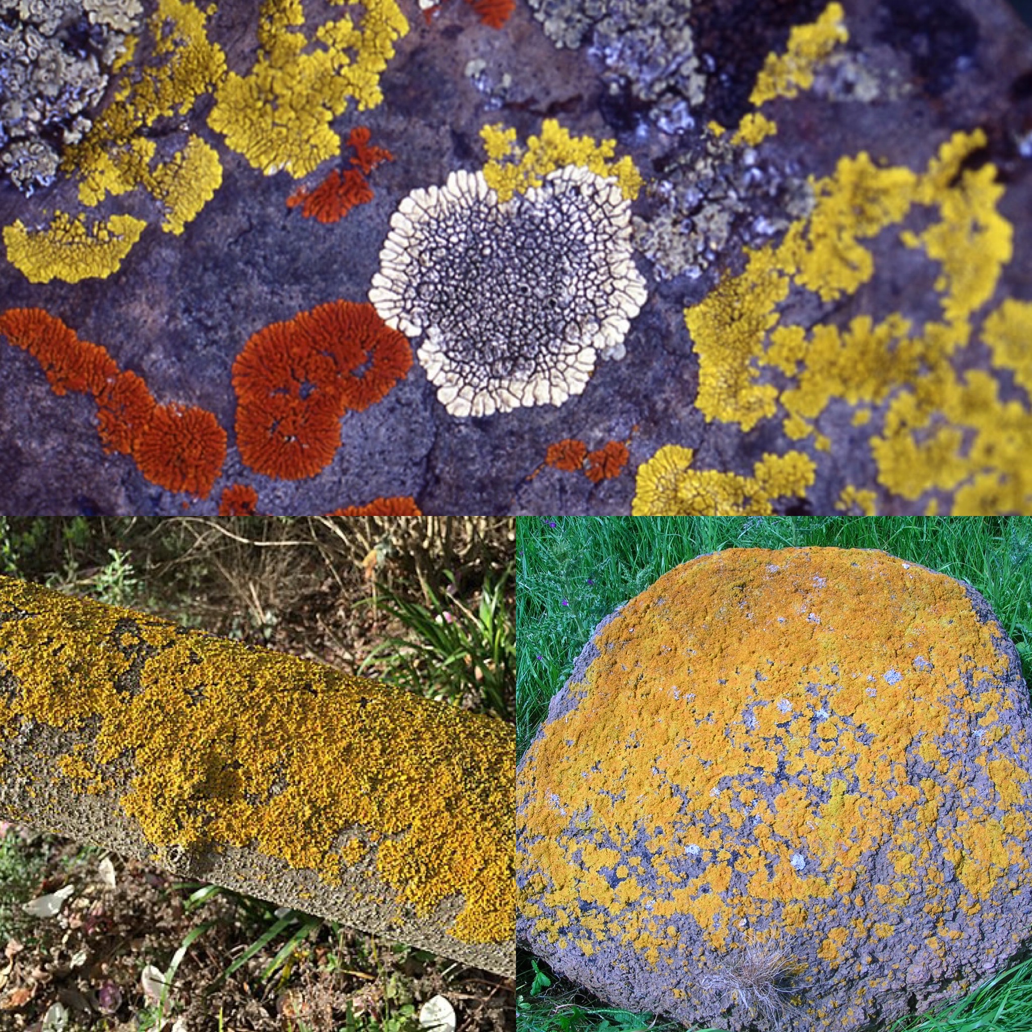 <p>Identify (Name + Type)</p>