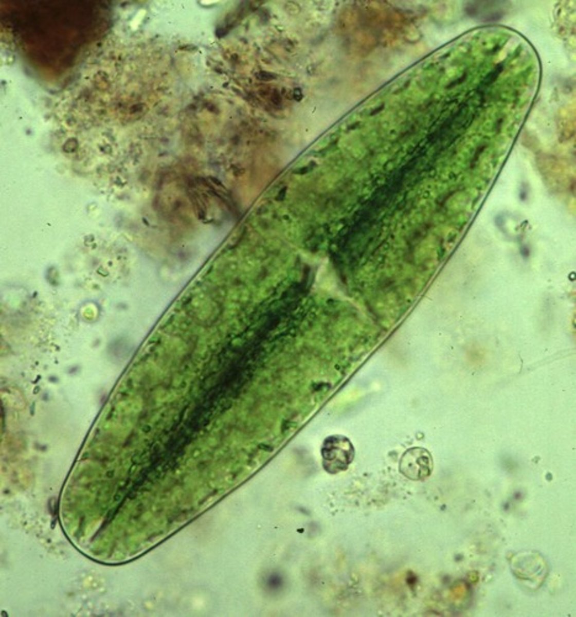 <p>one or single celled organisms</p>