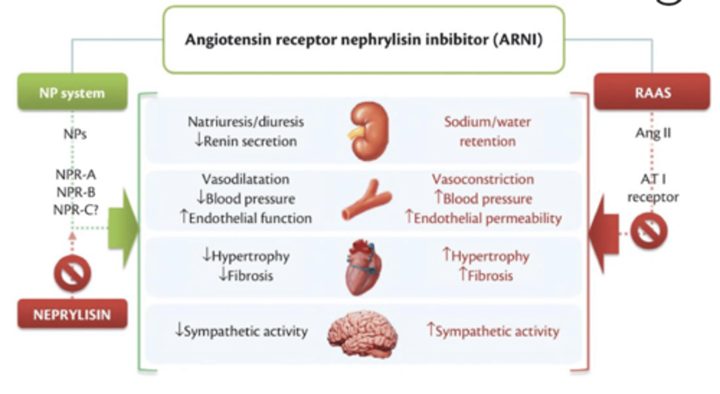 <p>- inhibit neprilysin</p><p>- increase levels peptides degraded by neprilysin - natriuetic peptides</p><p>- NPs exert their effects by activating membrane-bound receptors - resulting in increased concs of 2nd messengers</p><p>- results in vasodilation, natriuresis and diuresis - increased GFR and renal blood flow</p><p>- simultaneous inhibition of the effects of AT2 by valsartan</p><p>- inhibits renin and aldosterone release, reduction of sympathetic activity and anti-hypertrophic and anti-fibrotic effects</p>