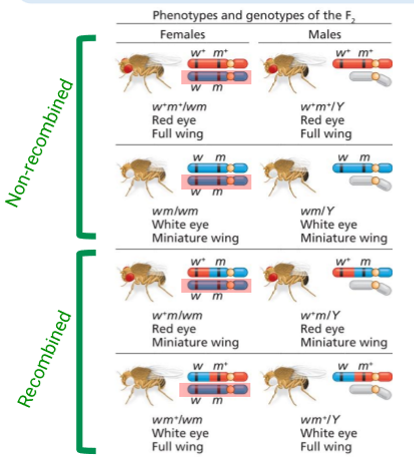 <ul><li><p>Examines recombination between 2 genes in the female during oogenesis </p><ul><li><p>w (eye colour), m (wing size)</p></li></ul></li><li><p>In fruit flies, recombination doesn’t occur in spermatogenesis</p></li><li><p>Parents: w+m+/wm (red eye large wing mom) and w+m+/Y (white eye small wing dad) </p></li><li><p>So the progeny has geno/phenotypes as depicted by the diagram</p><ul><li><p>Unrecombined</p><ul><li><p>Females: w+m+/wm OR wm/wm</p></li><li><p>Males: w+m+/Y OR wm/Y</p></li></ul></li><li><p>Recombined </p><ul><li><p>Females: w+m/wm OR w+m/Y</p></li><li><p>Males: wm+/wm OR wm+/Y </p></li></ul></li></ul></li><li><p>Dad’s one X chromosome contribution never recombines, as shown in one of the daughter’s X</p></li></ul><p></p>