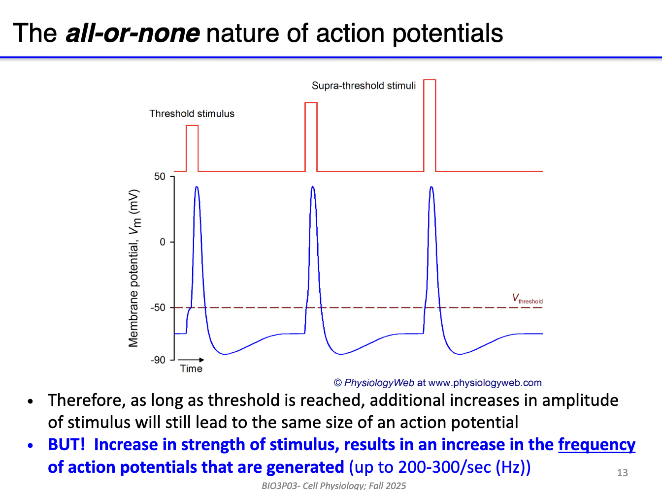 <ul><li><p><strong>AP size stays constant</strong> (all-or-none)</p></li><li><p>But <strong>frequency</strong> of APs increases with stimulus strength</p></li><li><p>Neurons can fire up to <strong>200–300 APs per second (Hz)</strong></p></li></ul><p></p>