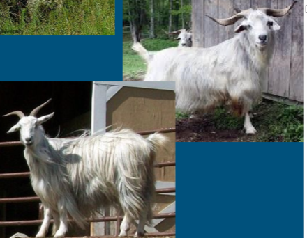 <ul><li><p><strong>fiber goat breed </strong></p></li><li><p>&gt;60 goat breeds </p></li><li><p>produce <strong>cashmere </strong></p></li><li><p>2.5 lb / shearing </p></li><li><p>Shear or brushed q 12 months </p></li></ul>