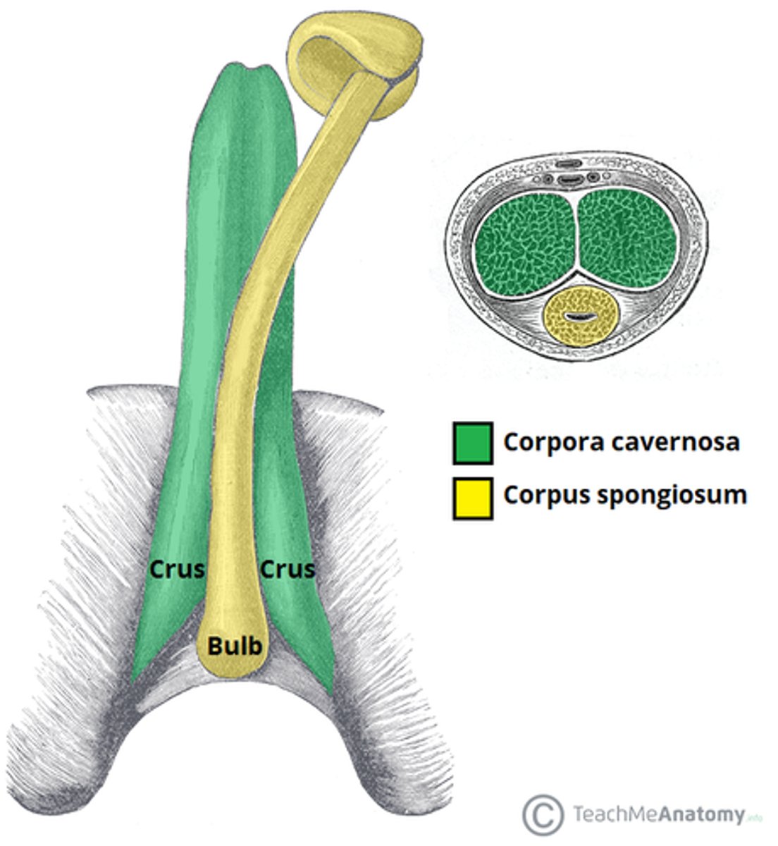 <p>corpora cavernosa</p>