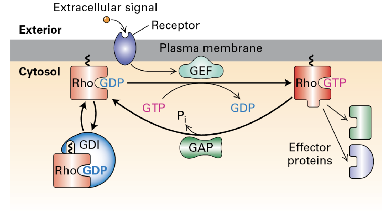 <p>The actin cytoskeleton can be regulated by signaling pathways involving Rho family G-proteins. G<span style="font-size: calc(var(--scale-factor)*24.77px)">uanine nucleotide dissociation inhibitors (</span>GDI) keep these proteins inactive until they are recruited and activated by GEFs through receptor signaling. Once activated, GTPase-activating proteins (GAPs) help deactivate them.</p>