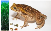 <p>For what purpose were cane toads (Rhinella marina) organically produced to Australia?</p>
