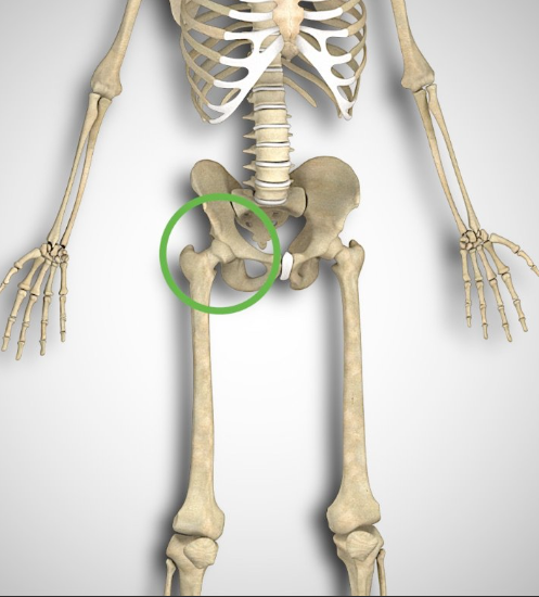 <p>Acetabulofemoral Joint “hip joint” (ass-uh-tah-bah-lo-fem-or-ul)</p><p></p><ul><li><p>fun fact: most stable joint due to the cartilage </p></li></ul><p></p>