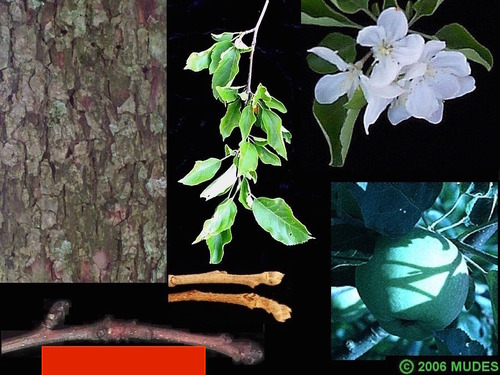 Blade: simple, oval in shape, small serrations, alternate branches
Reproductive: Reddish-brown with several imbricate scales, 1/8 to 1/4 inch long
Bark: gray, broken, and scaly