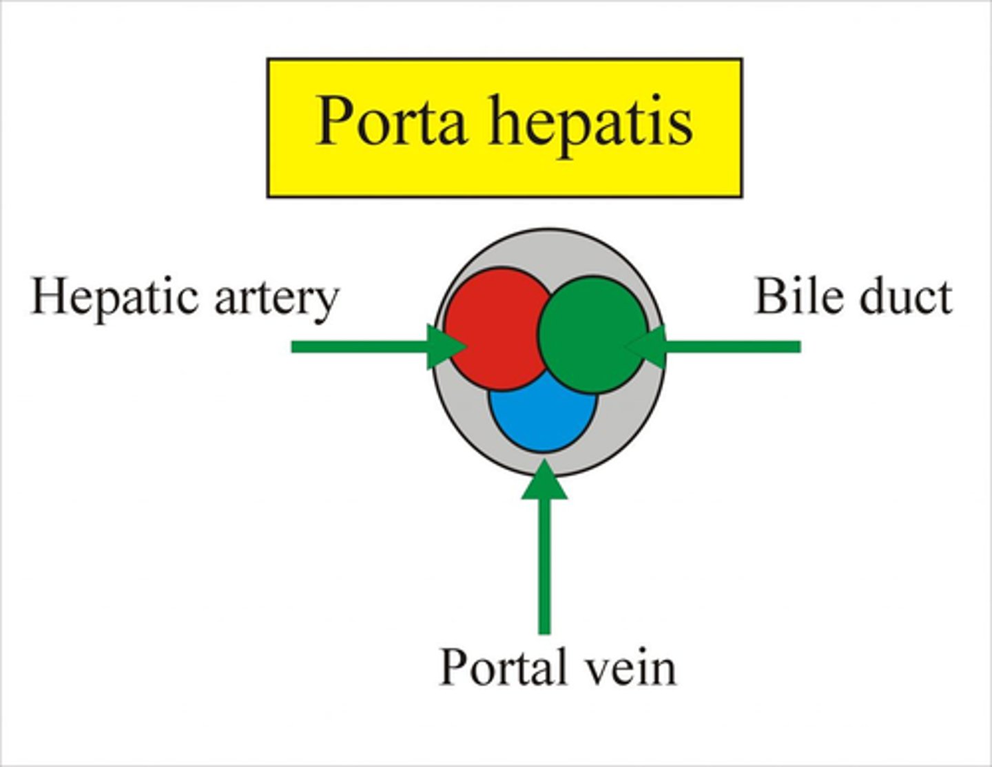 <p>The hepatic ducts transport bile to the porta hepatis, where it leaves the liver.</p>
