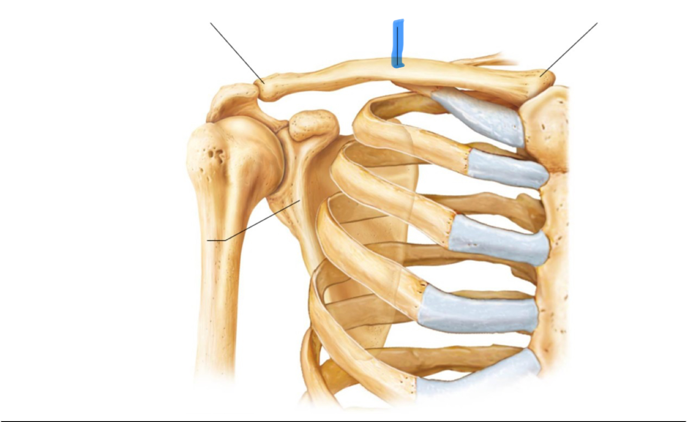 <p>What bone is this?</p>