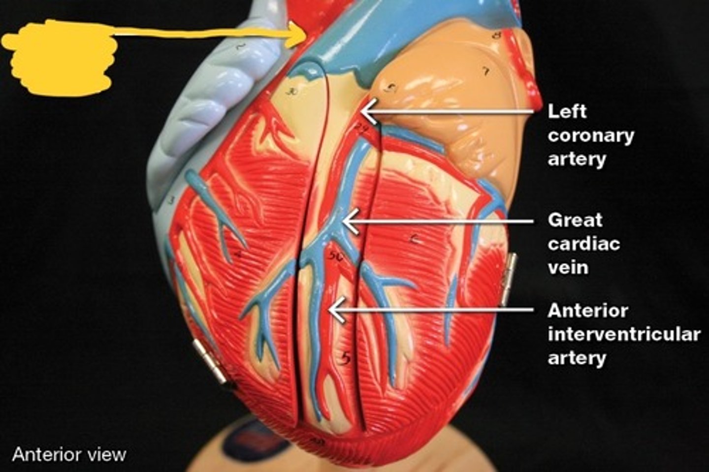 <p>Coronary arteries and their branches,</p>
