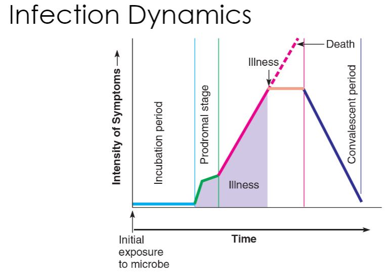 <p>-Clinically, the course of an infectious disease usually has a characteristic pattern and can be divided into several phases (figure 25.1). The incubation period is the time between pathogen entry and development of signs and symptoms. The pathogen is reproducing but has not reached a sufficient level to cause clinical manifestations. This period&apos;s length varies with pathogen. Next, the prodromal stage occurs with an onset of signs and symptoms that are not yet specific enough to make a clear diagnosis. However, the patient often is contagious. This is followed by the illness period, when the disease is most severe and displays characteristic signs and symptoms. The host immune response is typically triggered at this stage. Finally, during the period of decline, the signs and symptoms begin to disappear. The recovery stage often is referred to as convalescence.</p><p>-Image below The Course of an Infectious Disease. Most infectious diseases occur in four stages. The duration of each stage is a characteristic feature of each disease. The shaded area represents when many diseases are communicable. Should the host be unable to overcome illness, death results.</p>