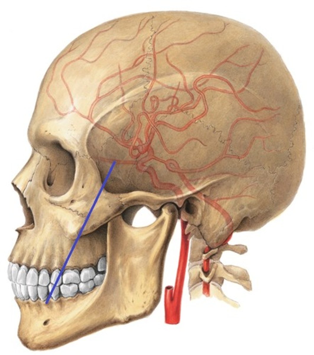 <p>Arteria carotis interna förgrenas i arteria ophthalmica som går direkt mot ögat.</p>