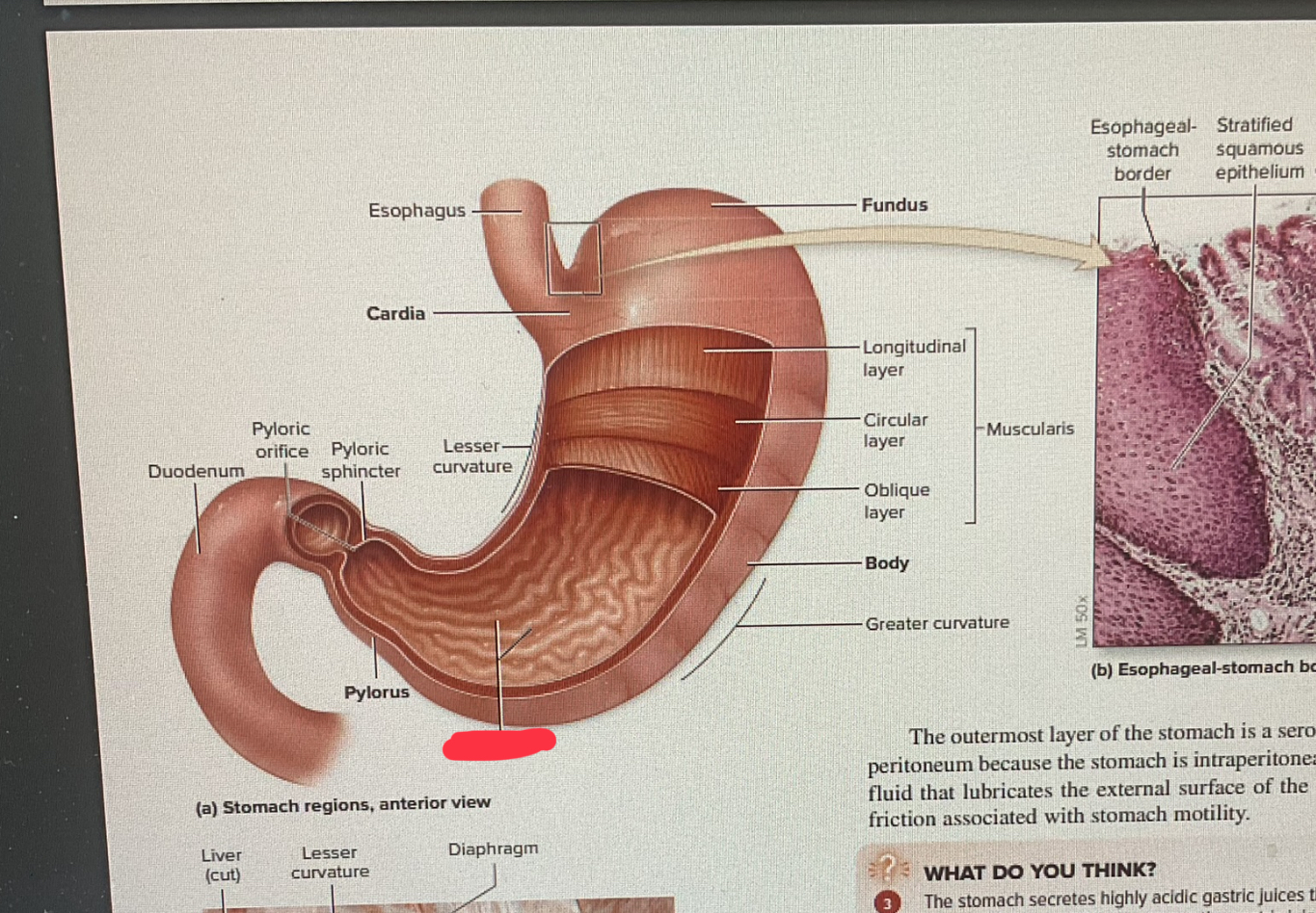 knowt flashcard image