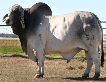 <p>What breed is this?</p>