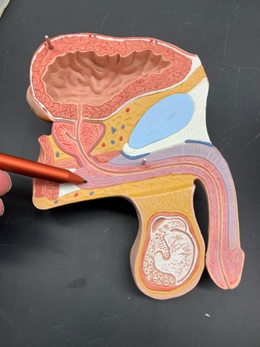 <p>the expanded end of the spongy body</p>