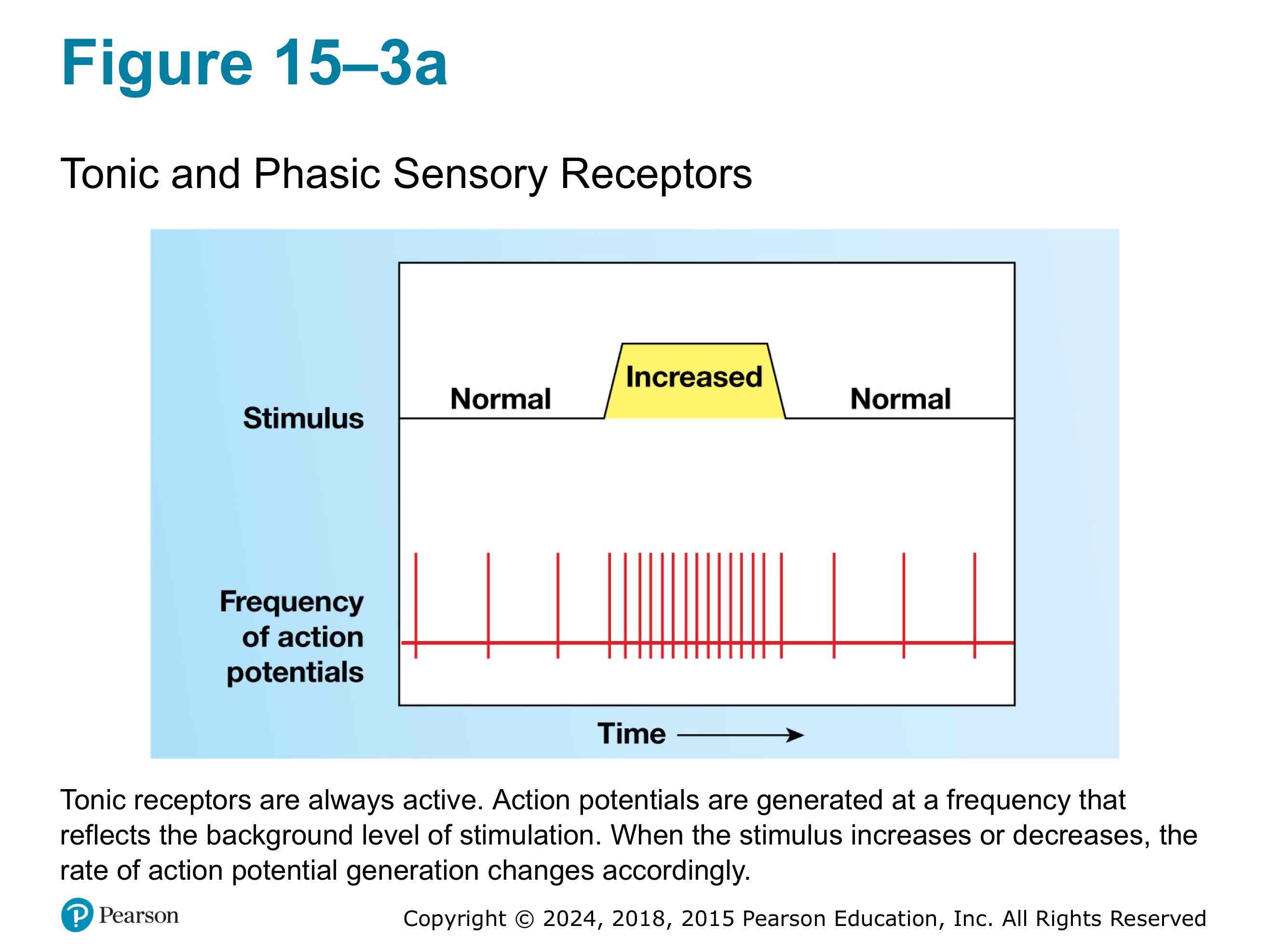 <p>They are always active. An increase or decrease in stimulation causes an increase or decrease in frequency of action potential.</p>