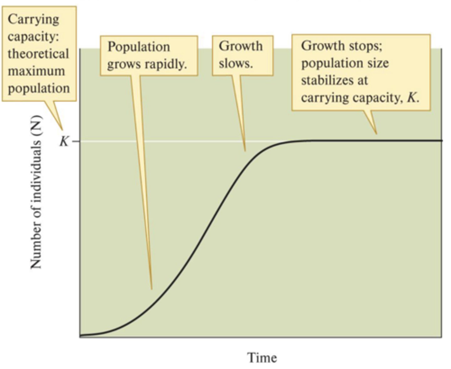<p>- When N is close to 0, there are abundant resources and slow initial growth</p><p>- As N approaches K, the fraction of unused resources becomes very small, approaching 0. Resources become limiting, and population begins to level off</p><p>- At N = K/2, population is large enough to have a high number of reproductive individuals, but there are still substantial unused resources to allow for rapid expansion</p>