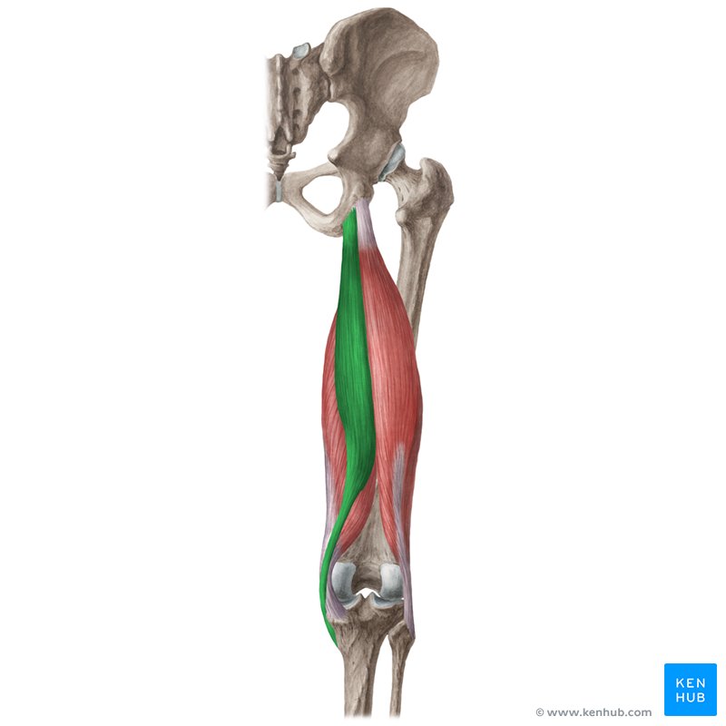 <p>Knee (Hamstring Group) Muscle Location:</p>