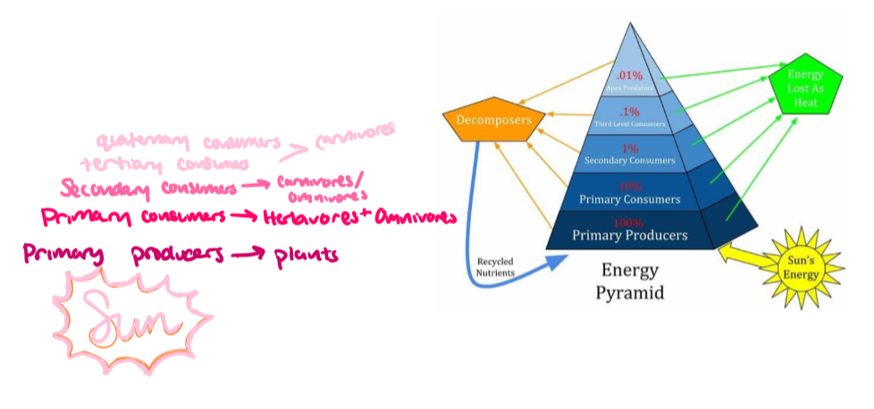 <p>self explanatory</p><p>reminder that there are less and less of a species as the levels go up because they inherit less and less energy, and thus need more to survive</p>