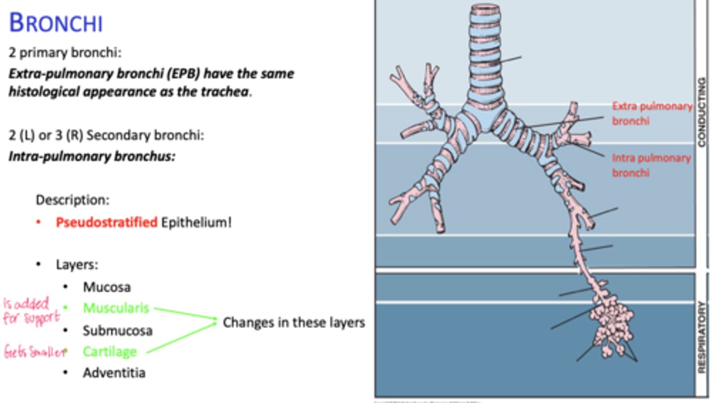 <p>Two on the left, three on the right (intrapolumanry bronchus)</p>