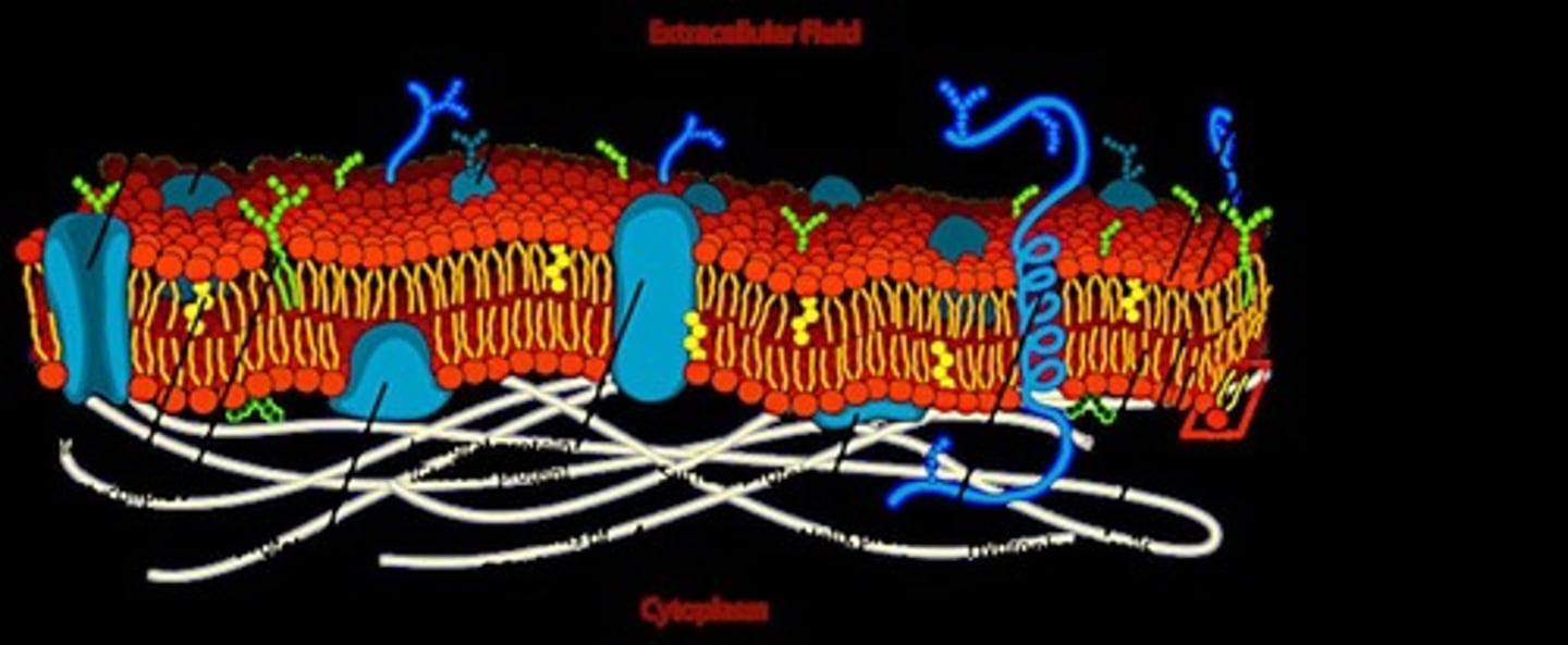 <p>An outer boundary that separates the interior of the cell from the exterior and regulates what enters and leaves the cell.</p>