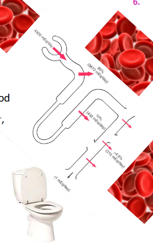 <p>- kidneys constantly remove (filter) HCO3- (base) from blood</p><p>- to maintain balance, we must reabsorb enough HCO3- back into blood</p><p>- BUT kidneys cannot reabsorb HCO3- it must first b e converted:</p><p>HCO3- + H+ &lt;--&gt; H2CO3 &lt;--&gt; H2O + CO2</p><p>- To do this, kidneys must secrete H+ (1:1 ratio with HCO3-)</p><p>- Quantitative H+ secretion determines HCO3- reabsorption</p>