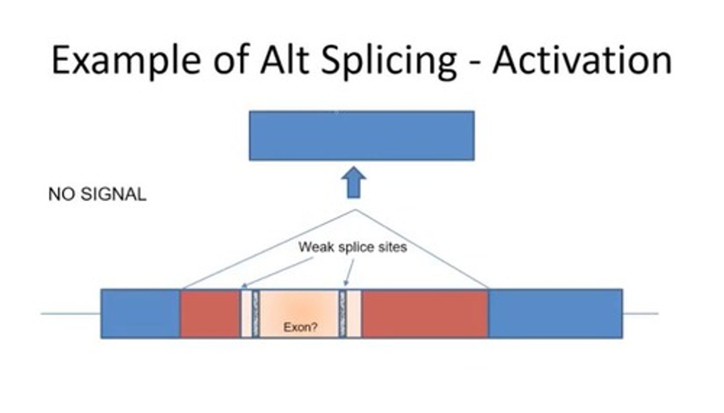 <p>Process allowing multiple mRNA variants from one gene.</p>
