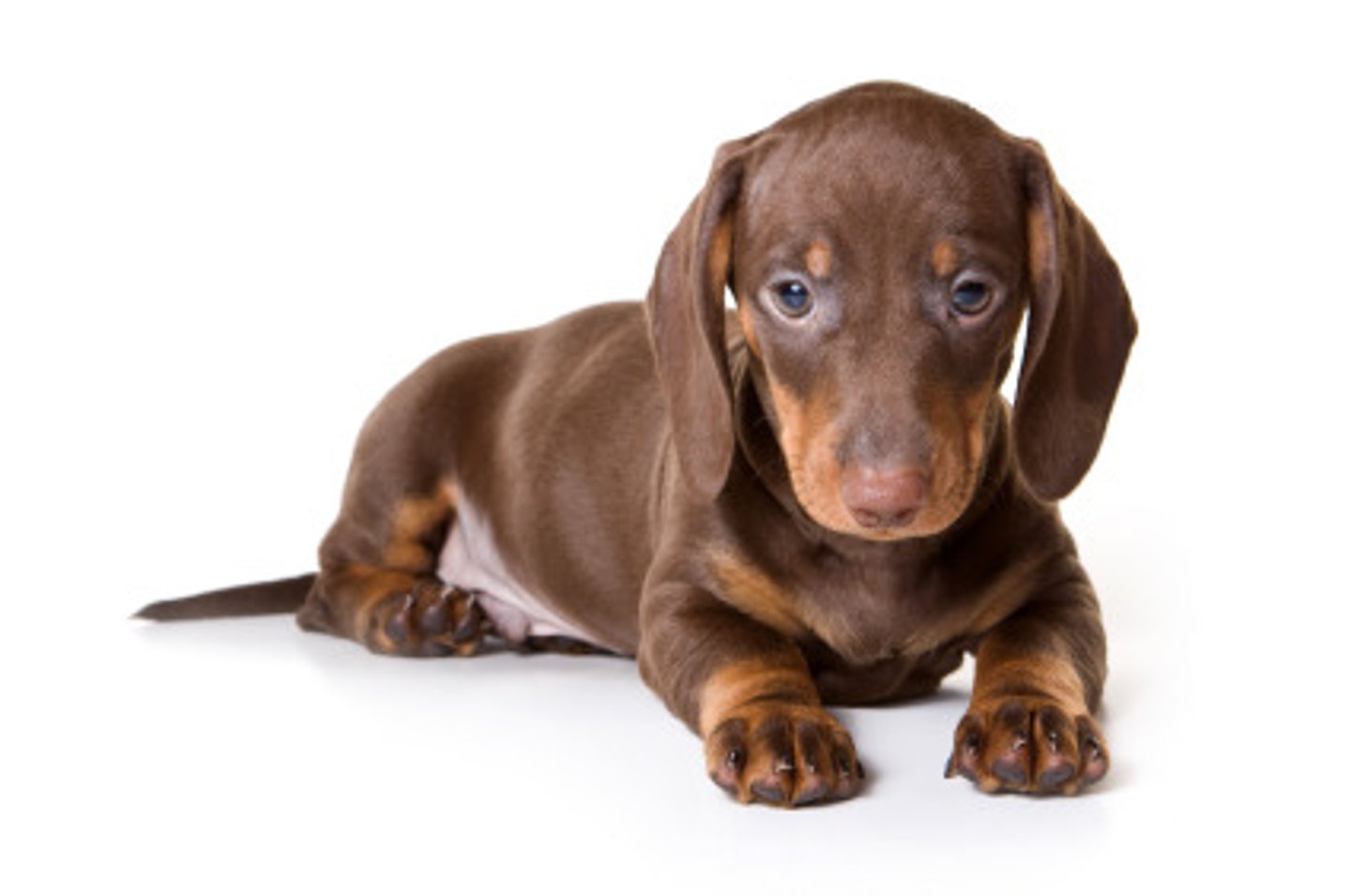<p>An organism in which both alleles for a trait are the same</p>