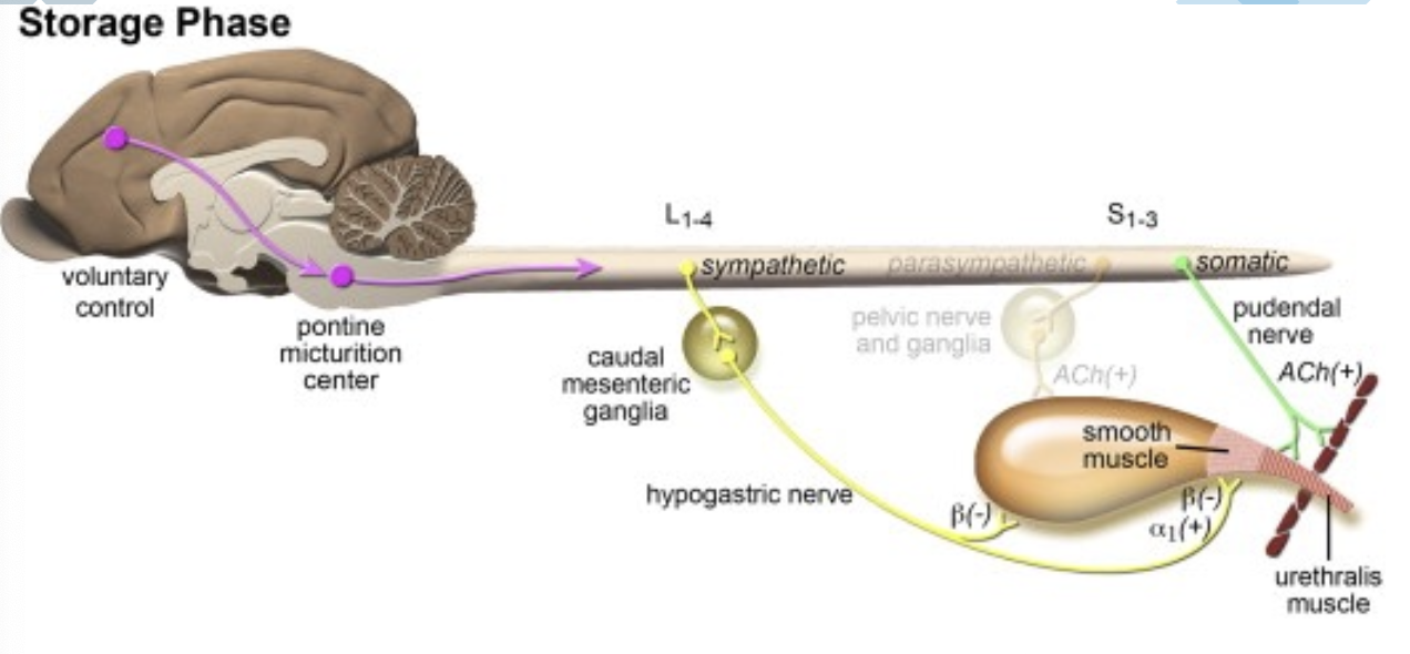 <p>relaxation for the storage phase (allows bladder to fill)</p>