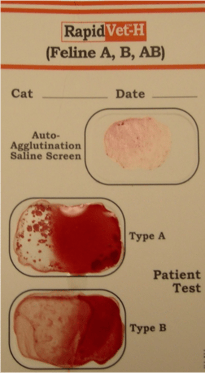 <p>What type of blood type does this cat have based off this typing test?</p>