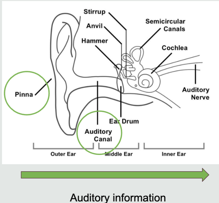 <ul><li><p><span style="font-family: &quot;Times New Roman&quot;;">Where the sound waves are caught</span></p></li><li><p><span style="font-family: &quot;Times New Roman&quot;;"><strong>Pinna</strong>: the part of the ear we actually see (catches sound waves)</span></p></li><li><p><span style="font-family: &quot;Times New Roman&quot;;"><strong>Auditory/Ear canal</strong>: funnels sound waves to the middle ear</span></p><ul><li><p><span style="font-family: &quot;Times New Roman&quot;;">Ends at the <strong>eardrum</strong></span></p></li></ul></li></ul><p></p>