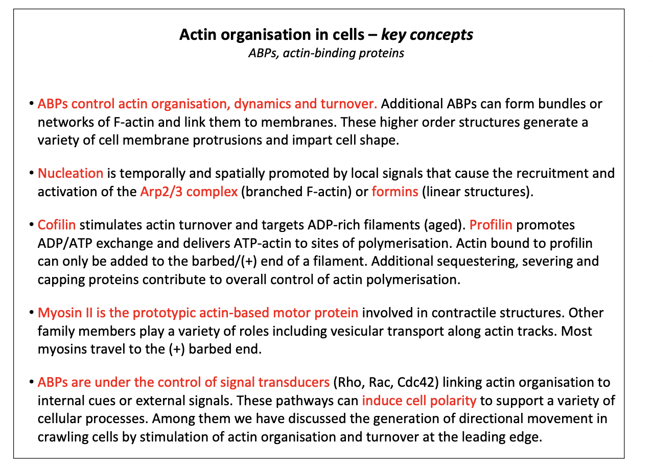 <ol><li><p>ABPs control actin organisation, dynamics and turnover. Additional ABPs can form bundles or networks of F-actin and link them to membranes. These higher order structures generate a variety of cell membrane protrusions and impart cell shape. </p></li><li><p>Nucleation is temporally and spatially promoted by local signals that cause the recruitment and activation of the Arp2/3 complex (branched F-actin) or formins (linear structures). </p></li><li><p>Cofilin stimulates actin turnover and targets ADP-rich filaments (aged). Profilin promotes ADP/ATP exchange and delivers ATP-actin to sites of polymerisation. Actin bound to profilin can only be added to the barbed/(+) end of a filament. Additional sequestering, severing and capping proteins contribute to overall control of actin polymerisation. </p></li><li><p>Myosin II is the prototypic actin-based motor protein involved in contractile structures. Other family members play a variety of roles including vesicular transport along actin tracks. Most myosins travel to the (+) barbed end. </p></li><li><p>ABPs are under the control of signal transducers (Rho, Rac, Cdc42) linking actin organisation to internal cues or external signals. These pathways can induce cell polarity to support a variety of cellular processes. Among them we have discussed the generation of directional movement in crawling cells by stimulation of actin organisation and turnover at the leading edge.</p></li></ol><p></p>