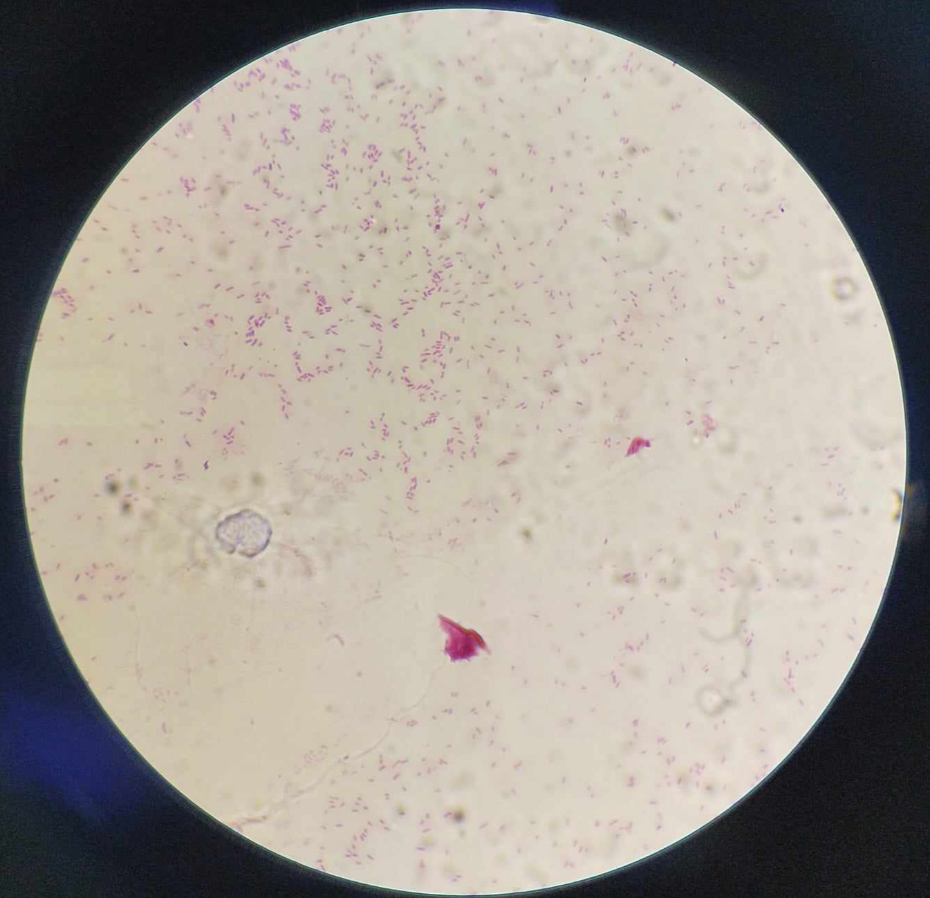 <p>Name, shape, arrangement, lifestyle, and disease</p>