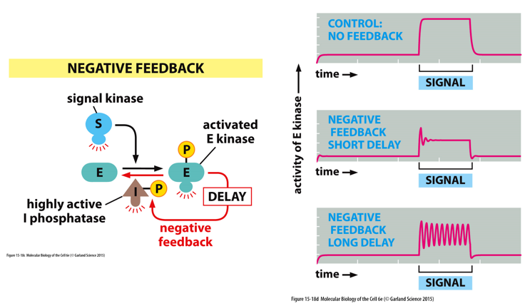 __rapid feedback__ (short delay)

* equilibrium is reached at some level below the max

\
__slow feedback__ (long delay)

* oscillation between two levels