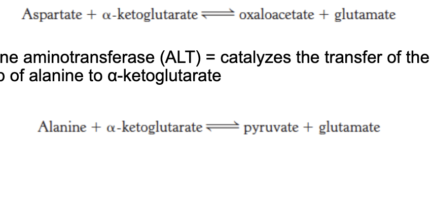 <ul><li><p>aspartate aminotransferase (AST) = catalyzes the transfer of the amino group of <u>aspartate</u> to <span><u>α-ketoglutarate</u></span></p></li><li><p><span>alanine aminotransferase (ALT) = catalyzes the transfer of the amino group of <u>alanine</u> to </span><u>α-ketoglutarate</u></p></li></ul><p></p>