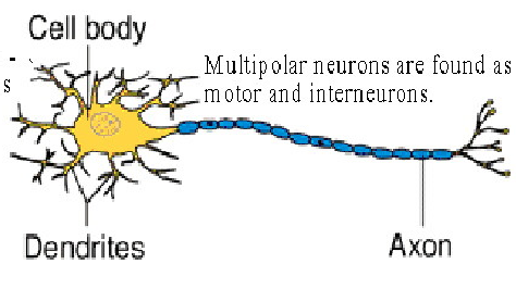 <p>has many dendrites + one axon&nbsp;</p><p>motor + interneurons&nbsp;</p><p>ex: motor neuron at ventral horn</p>
