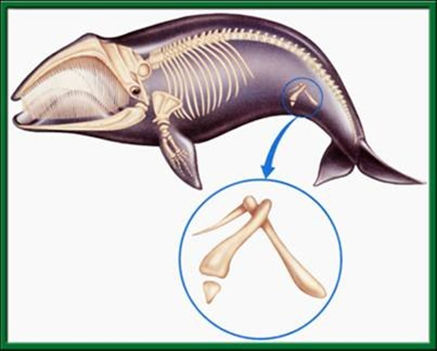 <p>Remnant of a structure that may have had an important function in a species' ancestors, but has no clear function in the modern species.</p>