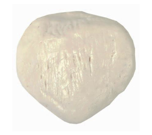 <p>What Bone Is This?</p>