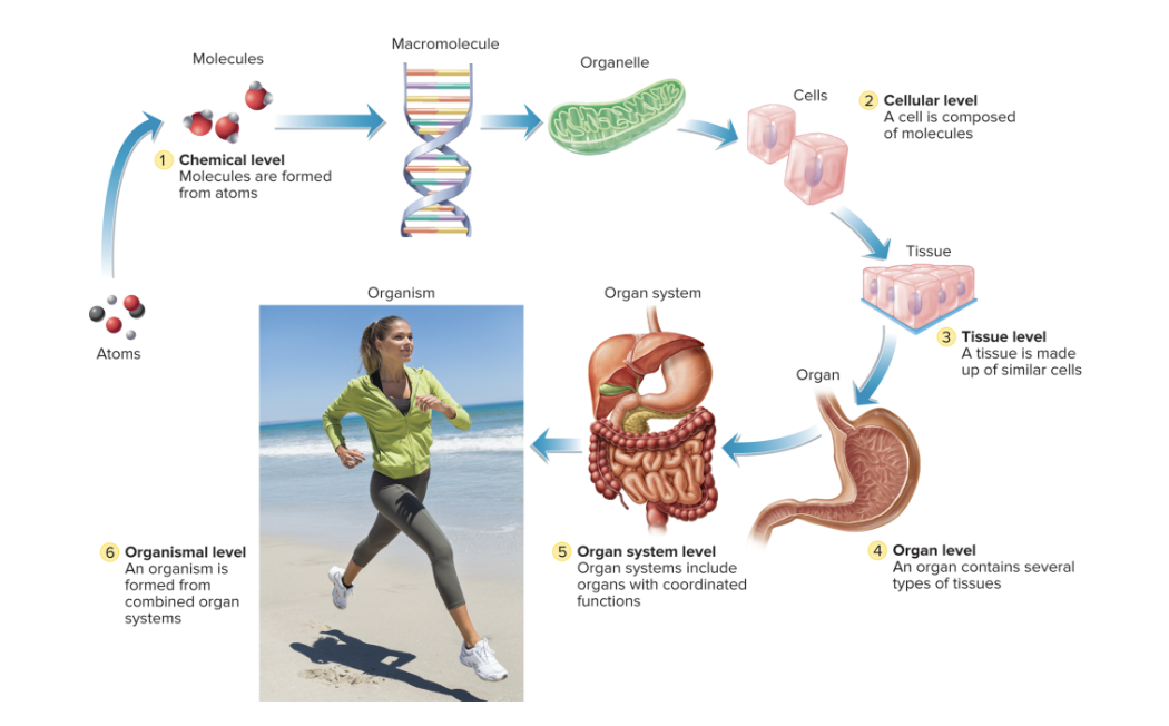 * know the from 1→6
* give examples
* SAY IT OR WRITE IT